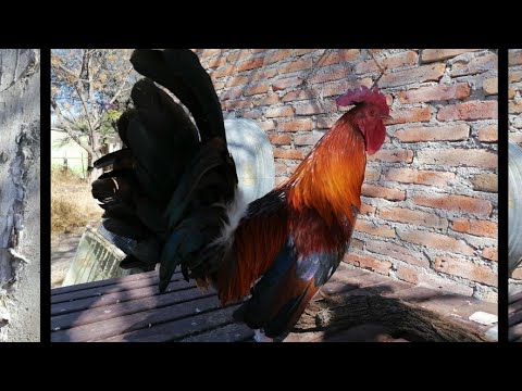 Gallo Radio - Sweater.