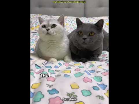 She Wasn’t Fat! See The Most Heartwarming Reveal Ever! 🐱🍼 #Shorts #Cats #Kittens