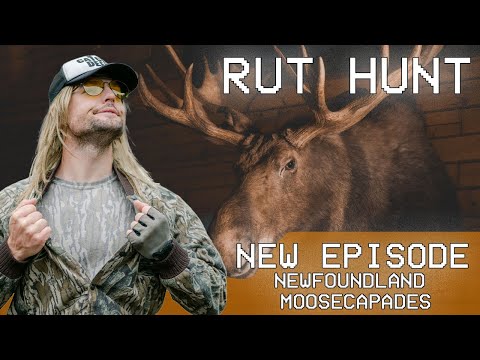 Rut Daniels Moose Hunt - Newfoundland Moosecapades