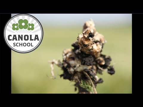 Canola School: Comparing clubroot management strategies