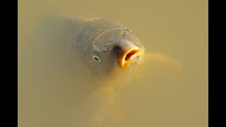 Мега карп на Барабое!!! Carp fishing Ukraine Супер рыбалка:)