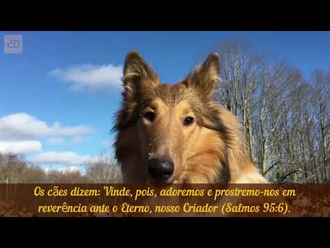 Perek Shirá – Cada Ser Louva a Hashem | Versão Completa em Português com Imagens e Oração Final!