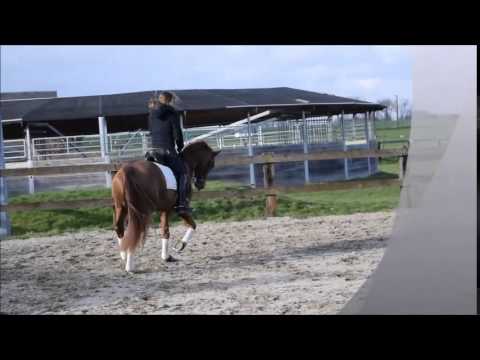 Basali 4yo Belissimo M x Weltmeyer