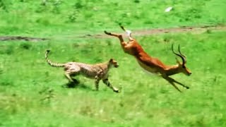 Claims on the plains - Walk on the Wild Side - BBC