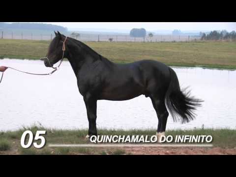 QUINCHAMALO full VImeo HD