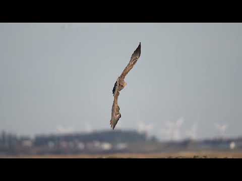 Havørn fanger almindelig ryle