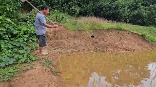 Download lagu 07/17/2026 the rice crop looks like it's dying again mp3