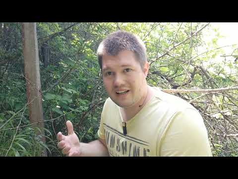 Kleines Waldlexikon (23) - Sukzessionsstadium. Soll der alte Weinberg wieder gerodet werden?