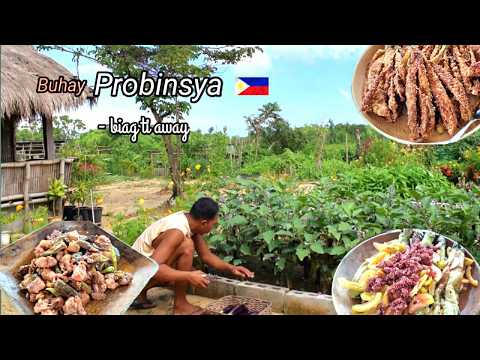 Our little paradise in province | Harvest eggplant and kalabasa and cook different dishes