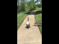 Goose Hissing at me to Protect the Babies