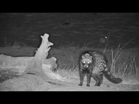 Djuma: African Civet - 01:50 - 08/08/19