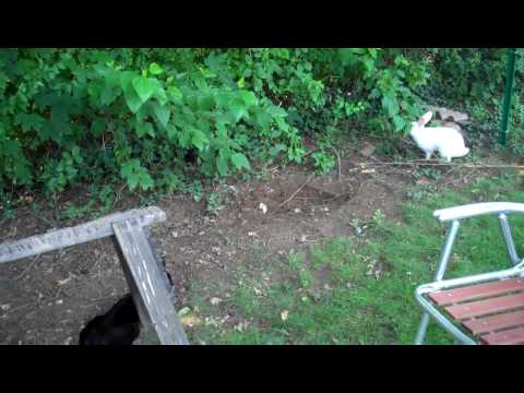 Chicken Update Video #25: Can chickens/rabbits/cats all get along??