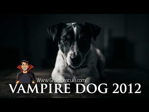 Vampire Dog