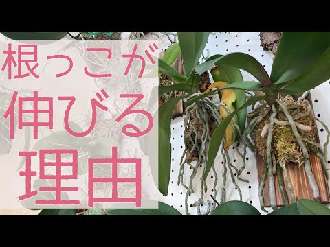 園芸 室内蘭の手入れ