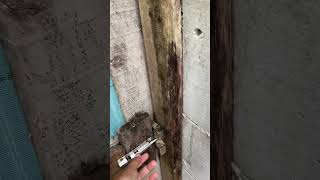 Download lagu Ada orang gila ngamuk #shorts mp3