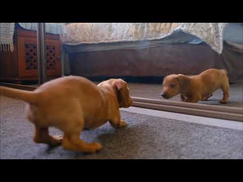 Funny dog in mirror