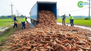 China RELOCATED MILLIONS OF CRAYFISH TO RICE PADDIES - After 6 Months, The RESULTS WERE HORRIFYING