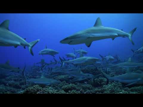 The Wall of Sharks-Fakarava South Pass-French Polynesia