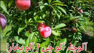 Aloocha Packing In Garden | Aloo Bukhara | Plum Tree