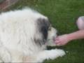Pyrenean Mountain Dog Bites The Heads Off Some Daisies