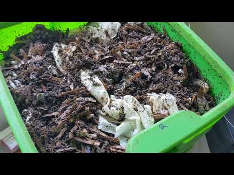 Hot Frog Living Composter Year 1 Day 52 - Urban Worm Bag Worm Harvest  and Bugs, Bugs, Bugs!