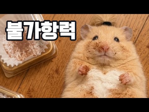 저항할 수 없는 힘