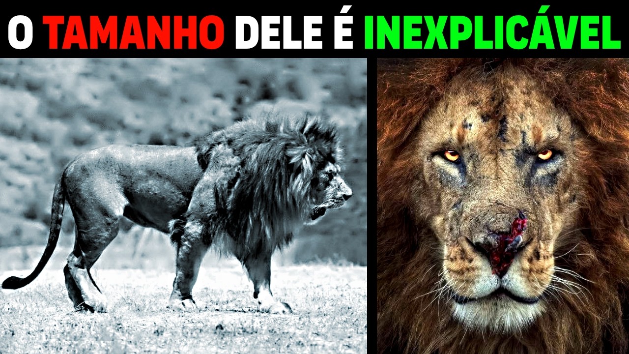 Lion - WORLD'S LARGEST LIONS FOUND FREE IN SAVANNAH