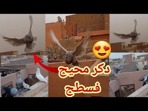 خرجت الحمام يطير😎 دكر نفاخ محيح 🦅على حمام جيران مرونها  الخوت😱