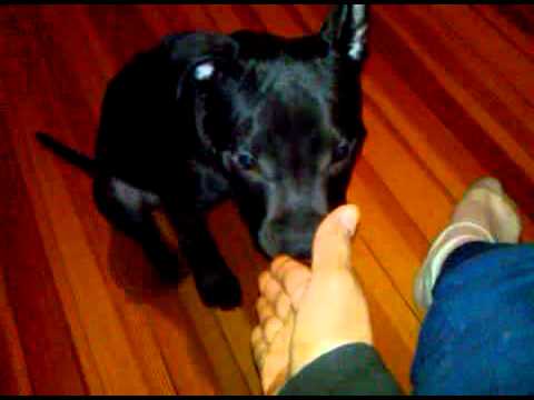 stop playin, give me my treat!