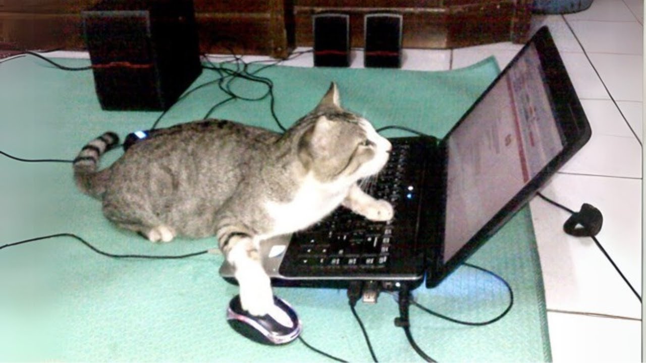 When You Live With a Cat That Has 200 IQ!