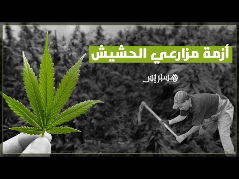 أزمة مزارعي الحشيش