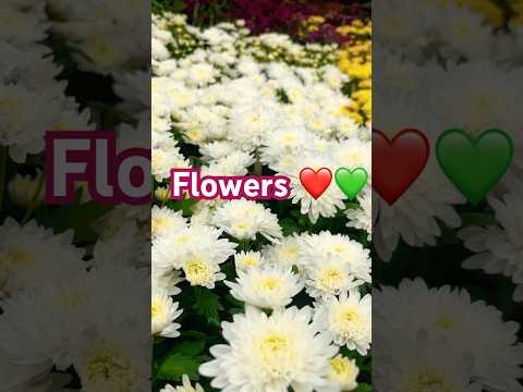 Flowers 💚❤️#viralvideo #viralshorts #trending #trendingshorts #shorts #youtubeshorts #song