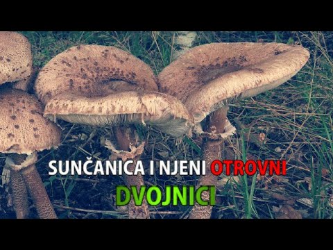 Sunčanica i njeni otrovni dvojnici - Macrolepiota procera