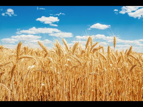 Sunday Service -The Unfolding God and His Thoughts - Br Happy Nyalungu - 17/09/2023