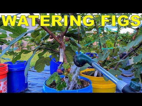 How To Water Fig Trees In Containers And When To Water Figs