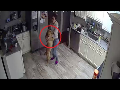 Yandex video arama