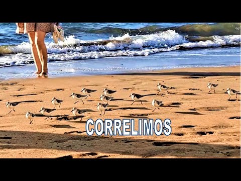 Correlimos en la Playa de Las Canteras de Las Palmas de Gran Canaria