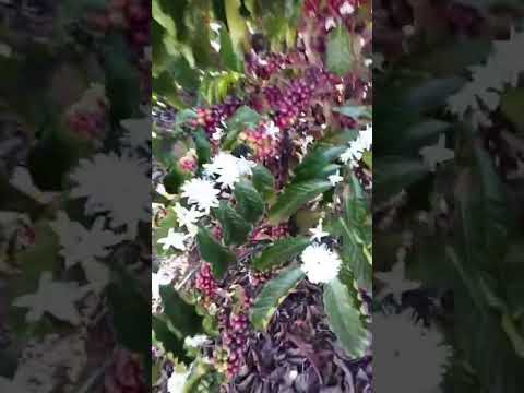 🌸☕ Na Fazenda Rio Branco, em Santa Luzia D’Oeste-RO, a natureza dá seu espetáculo  florada do café!