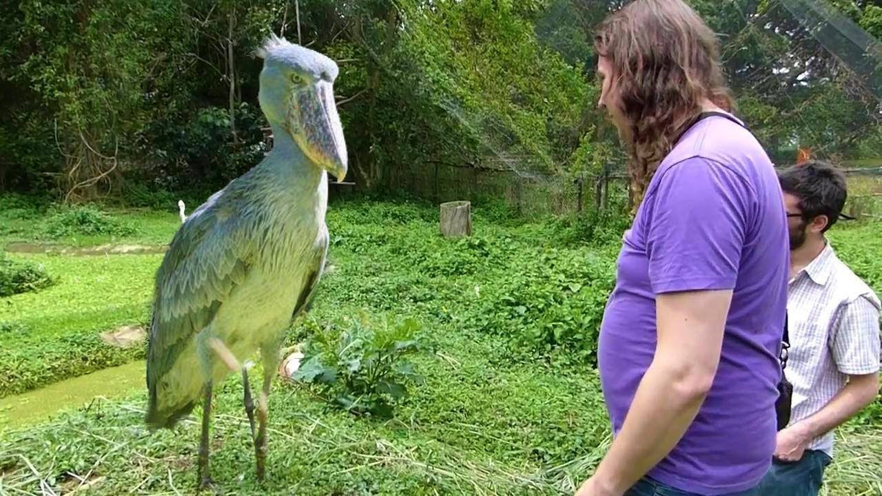 15 animais selvagens que raramente foram vistos