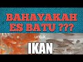 Kelemahan Pengiriman Ikan Hias Sistem Tertutup
