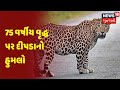 75 વર્ષીય વૃદ્ધ પર દીપડાનો હુમલો news18 gujarati