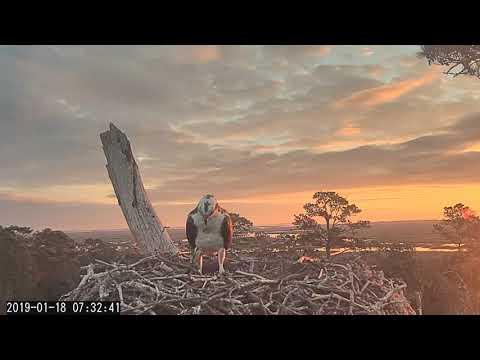 Osprey Swoops In For Sunrise Visit In Savannah – Jan. 18, 2019