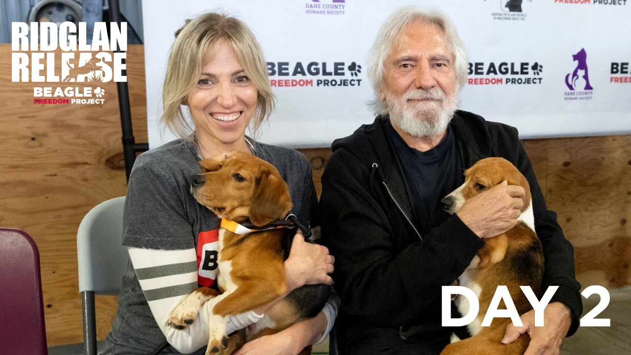 RIDGLAN RELEASE: Day 2 | Beagle Freedom Project - YouTube