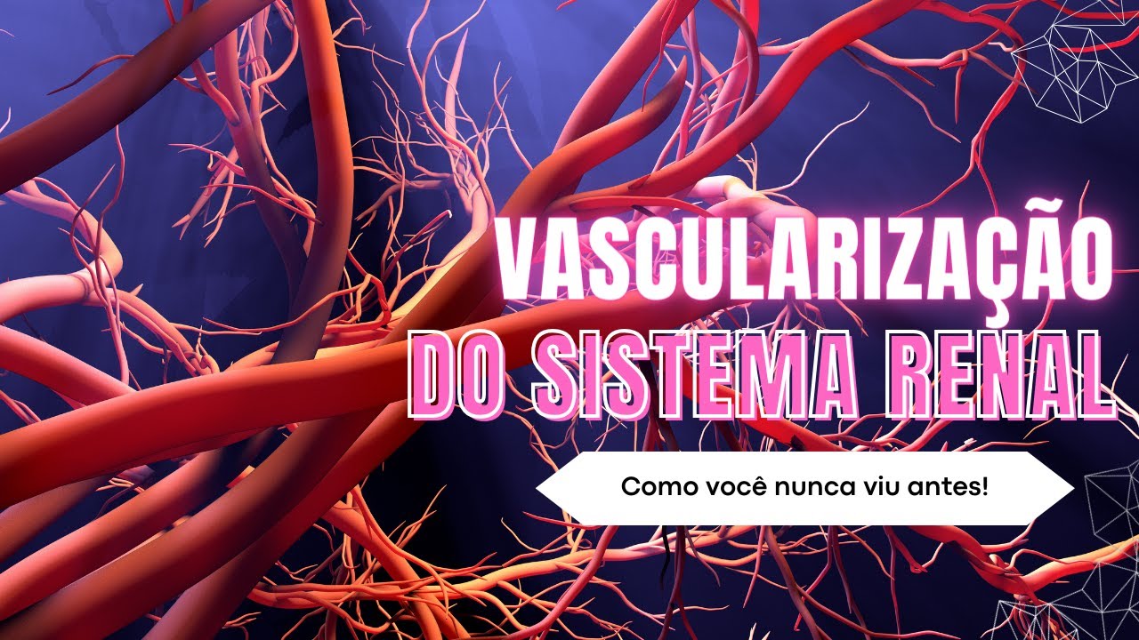 Anatomia Renal: vascularização arterial e venosa dos rins!
