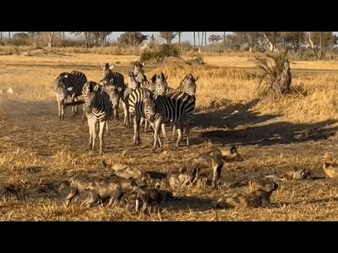 PACK of WILD DOGS with PUPS draw crowd of curious zebra | andBeyond Nxabega | WILDwatch