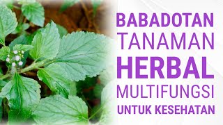 Download lagu BANYAK MANFAATNYA? Daun Babadotan untuk Kesehatan: Herbal Multifungsi yang Wajib Diketahui mp3 Download lagu BANYAK MANFAATNYA? Daun Babadotan untuk Kesehatan: Herbal Multifungsi yang Wajib Diketahui mp3