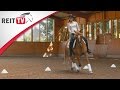 Reiten Lernen Bahnfiguren Volten Teil 1