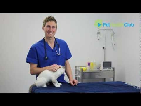 The PetHealthClub - How to put drops or medication in your cat's ears