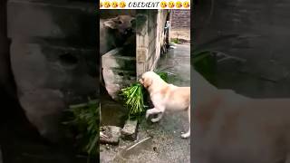 Hardworking Doggy ❣️❣️ #Dog #Shorts #ShortsFeed #Viral #AnimalNatureCreation #Love