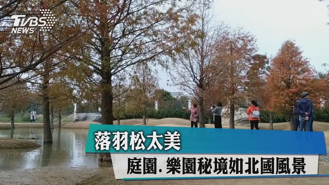 落羽松太美 庭園、樂園秘境如北國風景